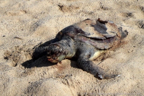 Tartaruga morta na areia