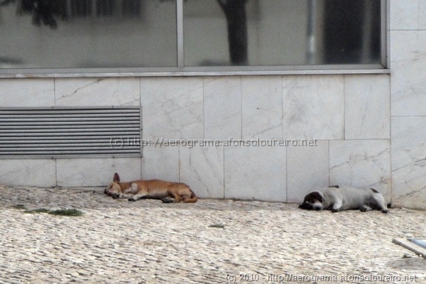 Cães a dormir num dia quente